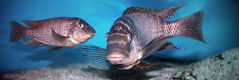 Cichlidy | Petrochromis famula Sangala