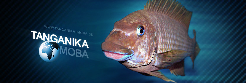 Ryba | Petrochromis macrognathus Katete