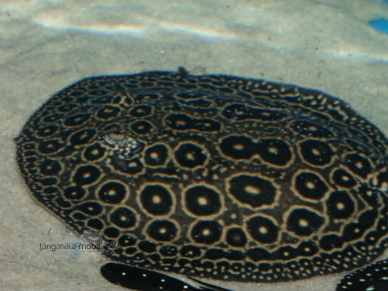 Potamotrygon sp. "pearl"