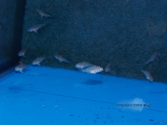 LOBOCHILOTES LABIATUS