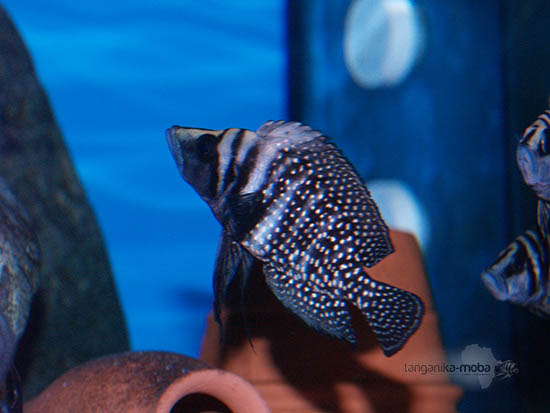 Calvus Black Zaire je ryba so zaujímavým vzorom pokrývajúcim jej telo
