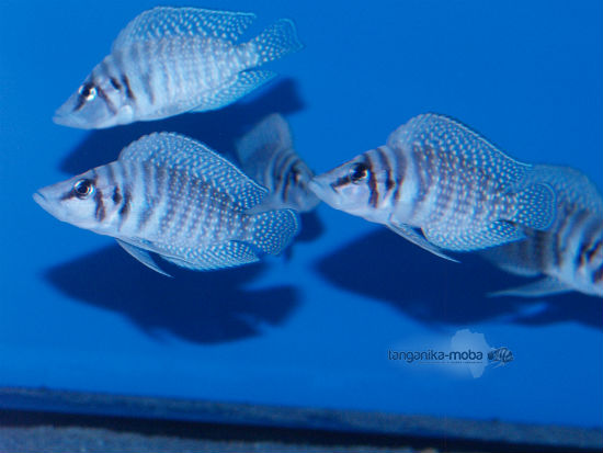 Altolamprologus calvus White WF