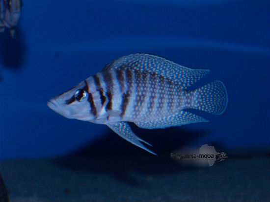 Altolamprologus calvus White WF