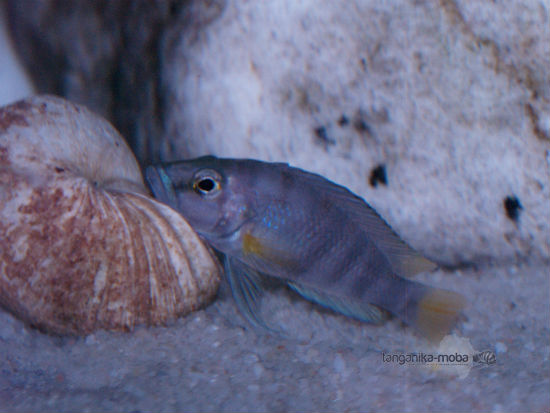 Altolamprologus compressiceps sp.Sumbu shell 