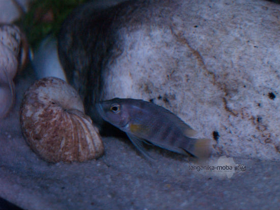 Altolamprologus compressiceps sp.Sumbu shell 