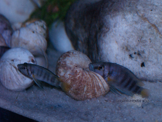 Altolamprologus compressiceps sp.Sumbu shell 