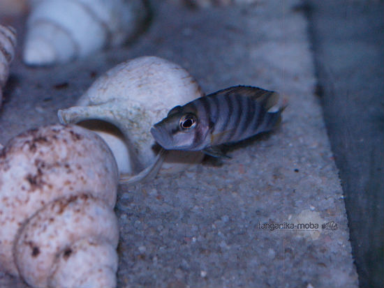 Altolamprologus compressiceps sp.Sumbu shell 