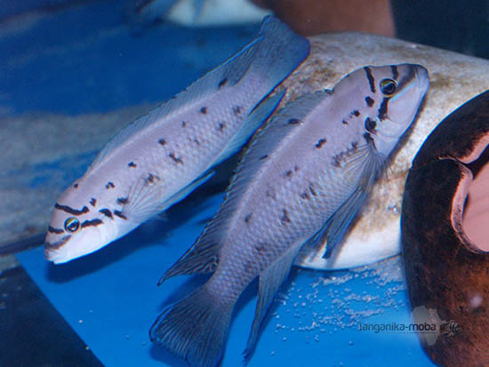 Dvojica rýb chalinochromis ndobhoi