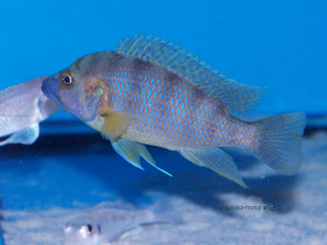 Ctenochromis benthicola