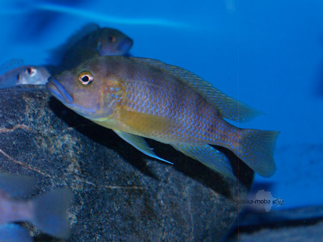 Ctenochromis Benthicola