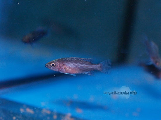 Ctenochromis benticola