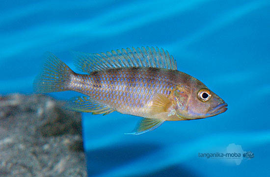 Ctenochromis benthicola v plnej kráse