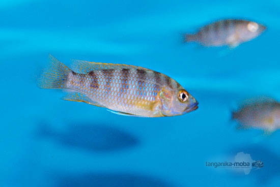 Ctenochromis benthicola