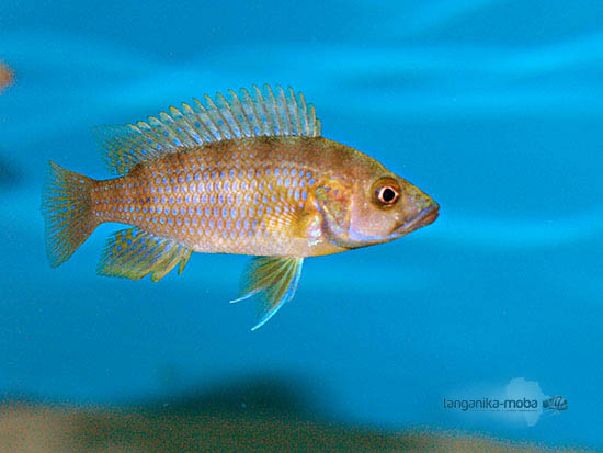 Fotografia ryby ctenochromis benthicola