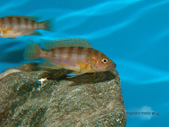 Ctenochromis benthicola pri kameni