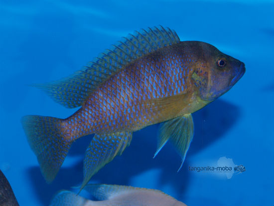 Ctenochromis benthicola