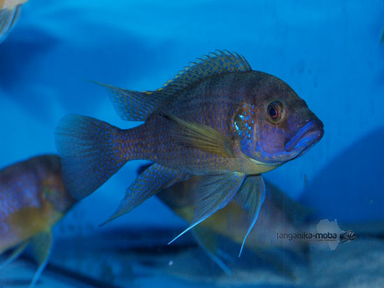 Ctenochromis benthicola