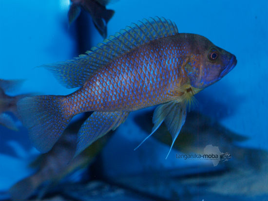 Ctenochromis benthicola