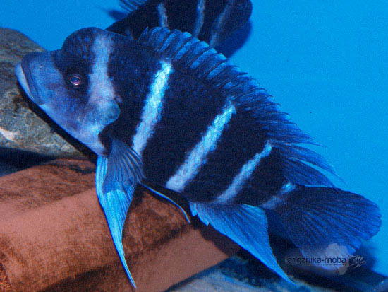 Cyphotilapia Gibberosa blue Zaire Moba - kráľ jazera Tanganika