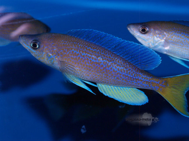 Cyprichromis pavo Moliro