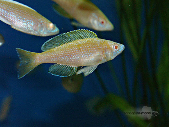 Cyprichromis leptosoma Kitumba albino