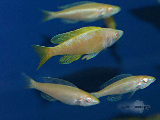 Cyprichromis leptosoma Kitumba albino