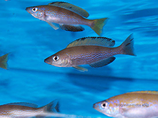 Cyprichromis microlepidotus Bemba