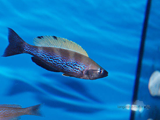 Cyprichromis microlepidotus Bemba