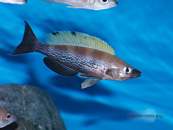 Cyprichromis microlepidotus Bemba