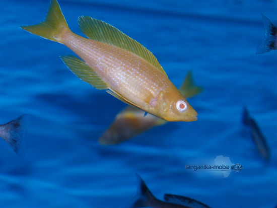 Cyprichromis leptosoma Kitumba albino