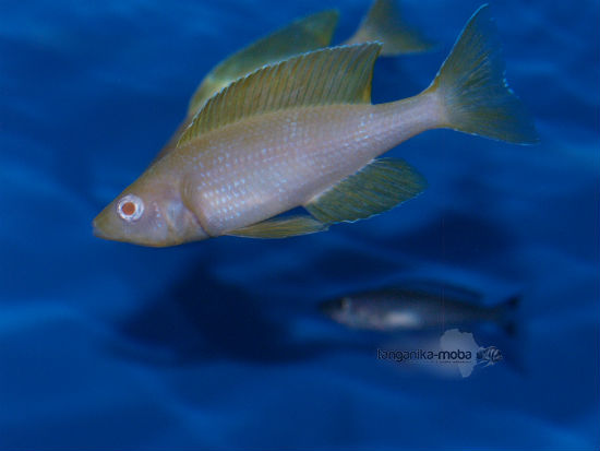 Cyprichromis leptosoma Kitumba albino