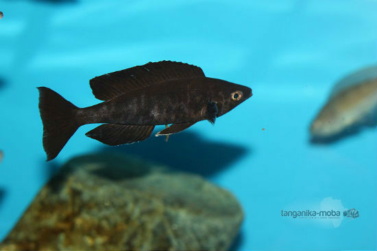 Cyprichromis microlepidotus black kiriza