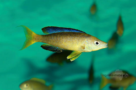 Cyprichromis microlepidotus Sibwesa