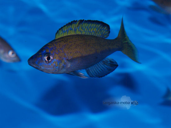 Cyprichromis microlepidotus Bemba 