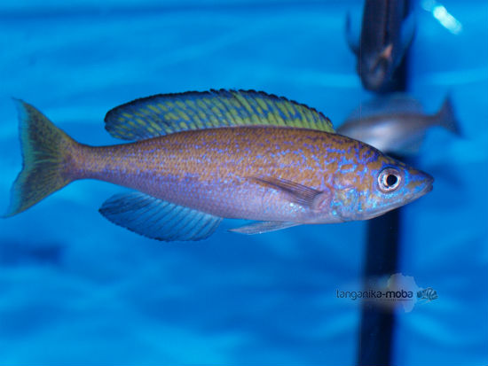 Cyprichromis microlepidotus Bemba 