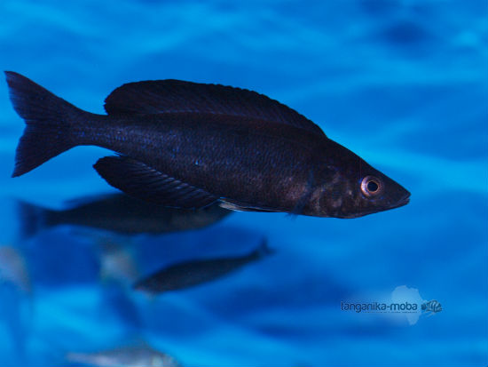 Cyprichromis microlepidotus black Kiriza