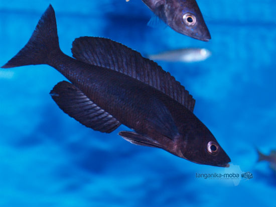 Cyprichromis microlepidotus black Kiriza