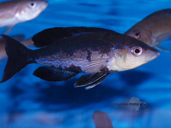 Cyprichromis microlepidotus Kavala