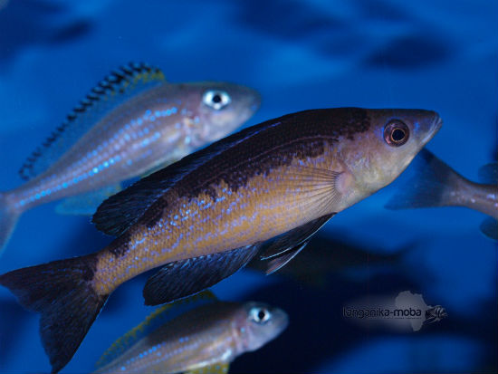 Cyprichromis microlepidotus Kavala