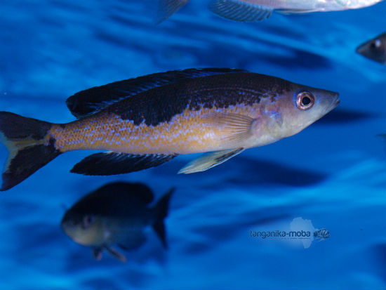 Cyprichromis microlepidotus Kavala