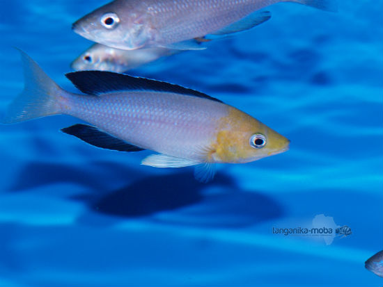 Cyprichromis leptosoma jumbo yellow head Kekese