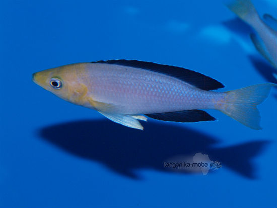 Cyprichromis leptosoma jumbo yellow head Kekese