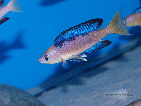 Cyprichromis microlepidotus Karilany