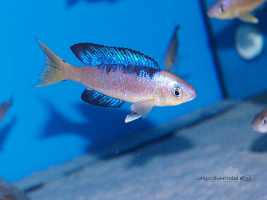 Cyprichromis microlepidotus Karilany