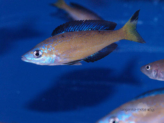 Cyprichromis microlepidotus Kasai