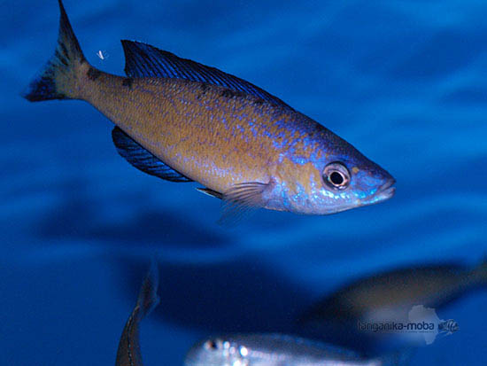 Cyprichromis microlepidotus Kasai