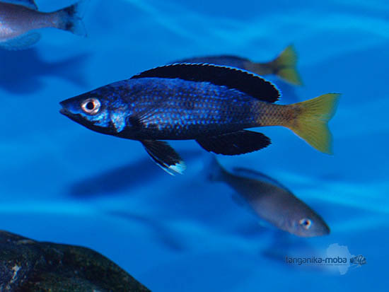 Cyprichromis leptosoma Kitumba