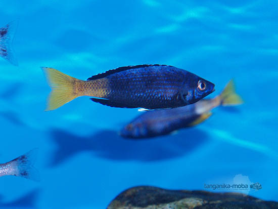 Cyprichromis leptosoma Kitumba