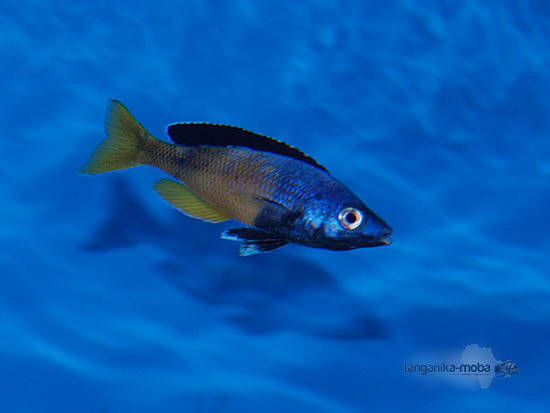 Cyprichromis leptosoma Kitumba