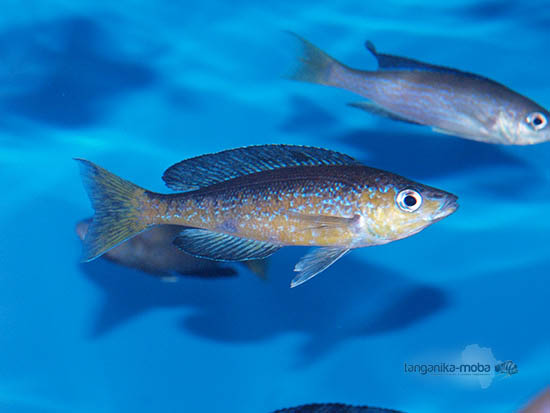 Cyprichromis microlepidotus Mboko